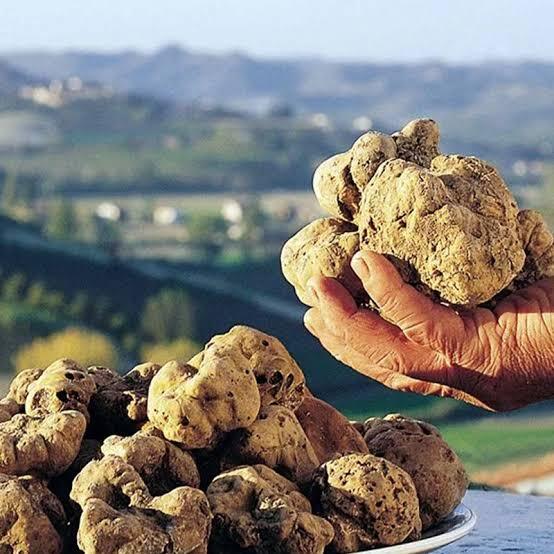 TARTUFO