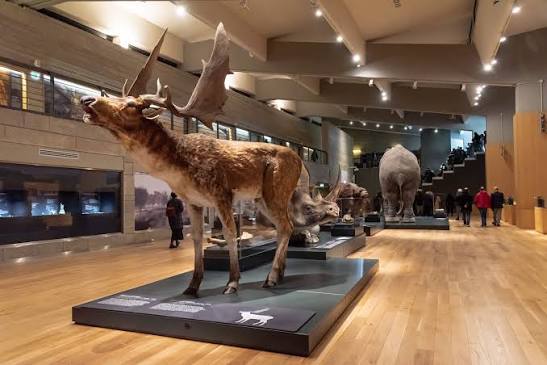 museoqq