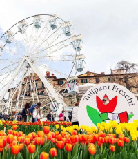 giardino-tulipani